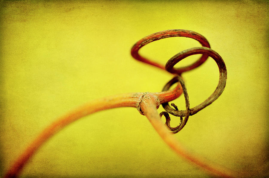 Vine Curl 2 Photograph by Jessica Rogers