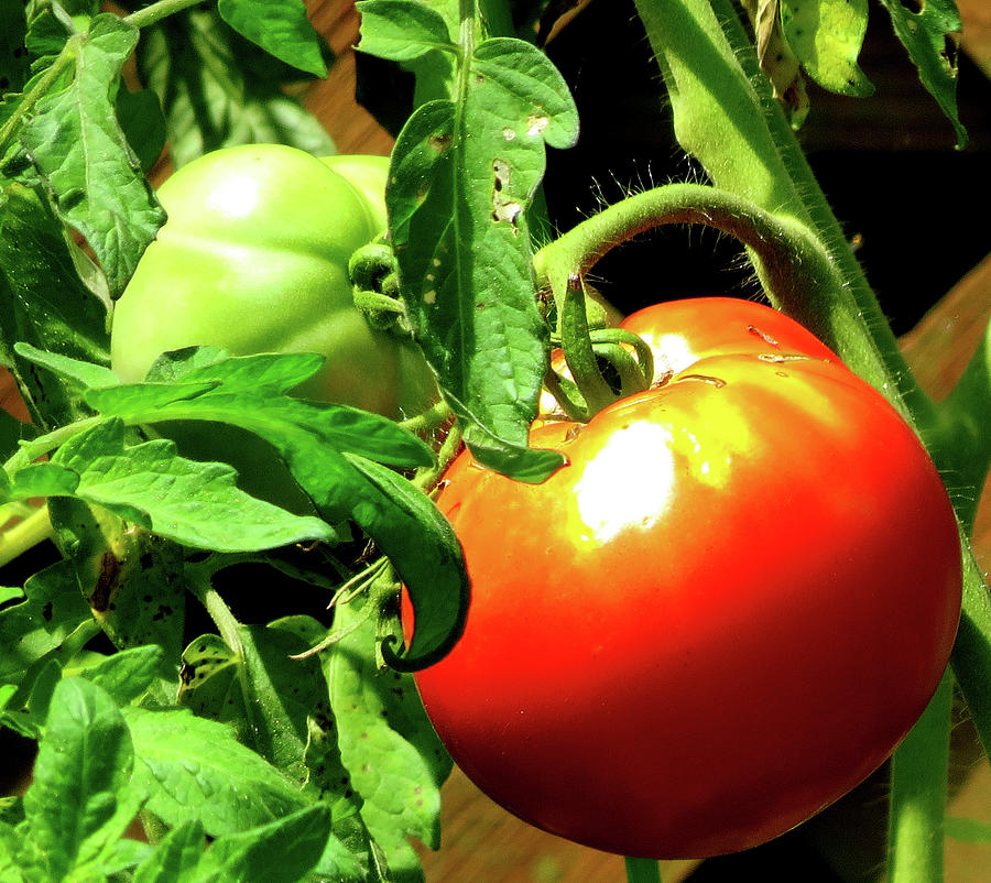 Vine Ripened Jersey Tomatoes Photograph by Linda Stern