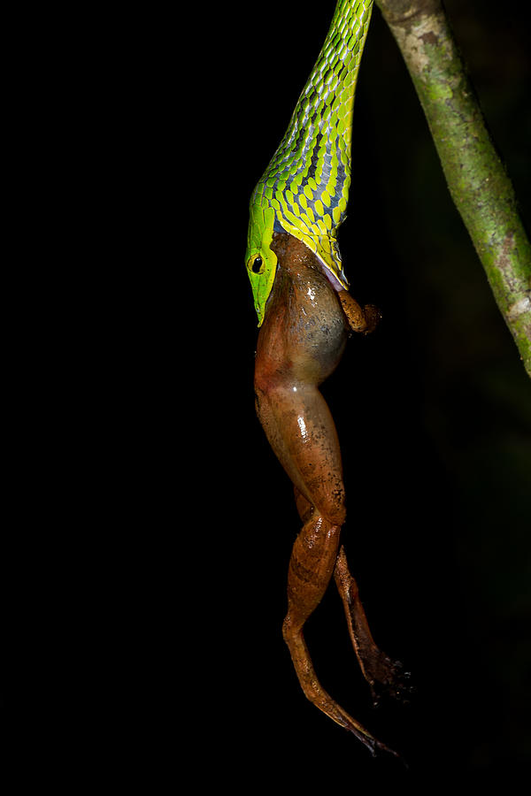 Macro Photograph - Vine Snake With Frog Kill by Kedar Tambe