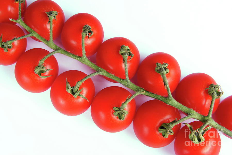 Vine Tomatoes Photograph by Cordelia Molloy/science Photo Library