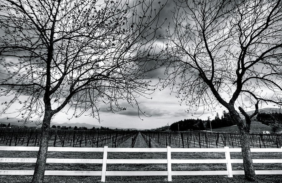 Vines With Fence Photograph by Mathew Spolin