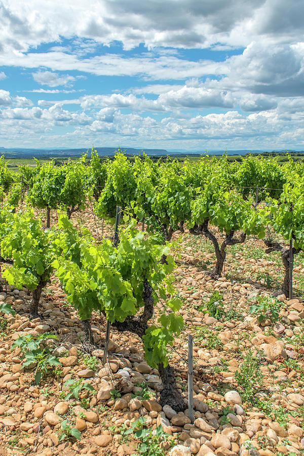 Vineyard Chateauneuf Du Pape France Photograph By Jim Engelbrecht