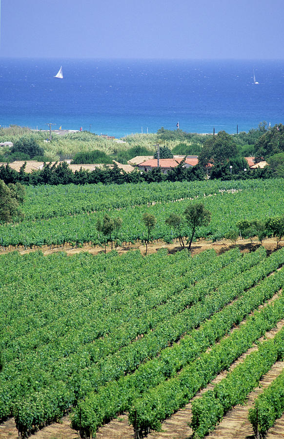 Vineyard Côtes-de-provence Photograph by P. Eoche