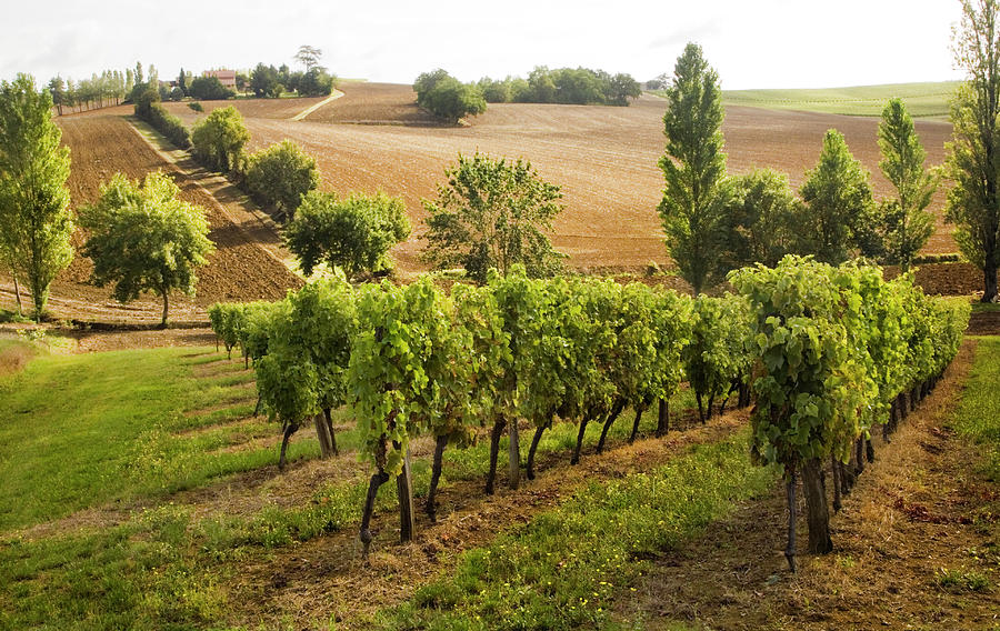 Vineyard Photograph by Elkor