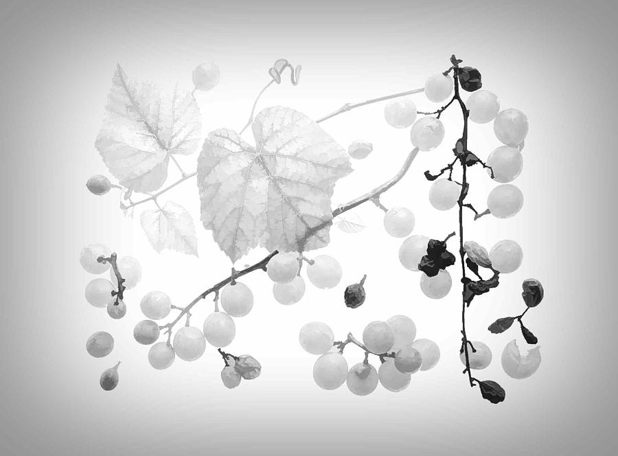 Grape Photograph - Vineyard by Fangping Zhou