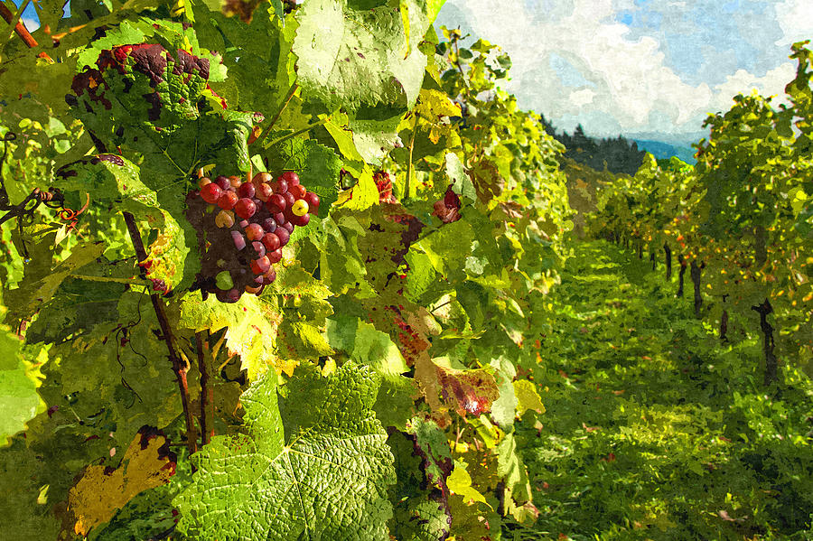 Vineyard Grapevine Walk Digital Painting Photograph by Sandi OReilly