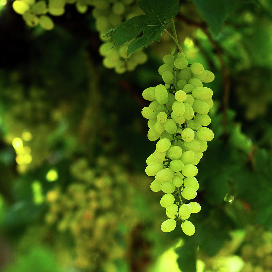 Andhra Pradesh Photograph - Vineyard Green Grapes by Ashasathees Photography