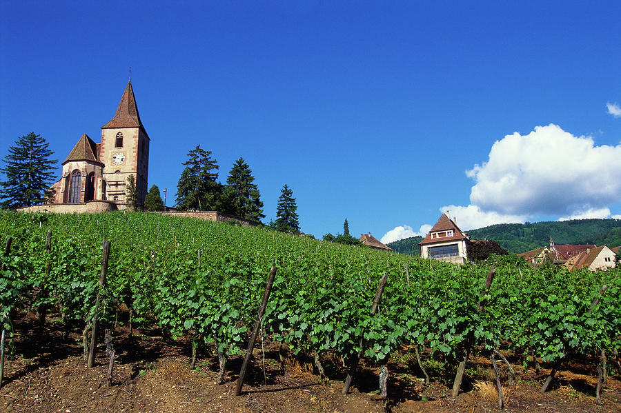 Vineyard, Hunawihr, Upper Alsace, France Photograph by Robertharding