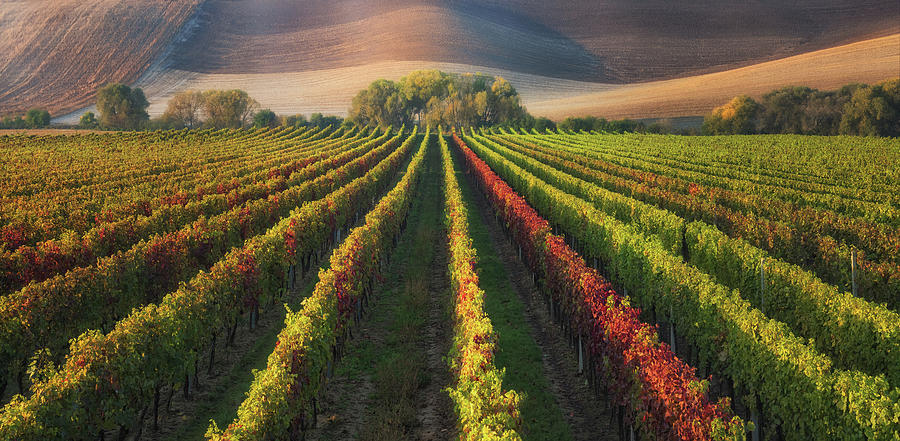 Vineyard In Autumn Photograph by Ales Komovec
