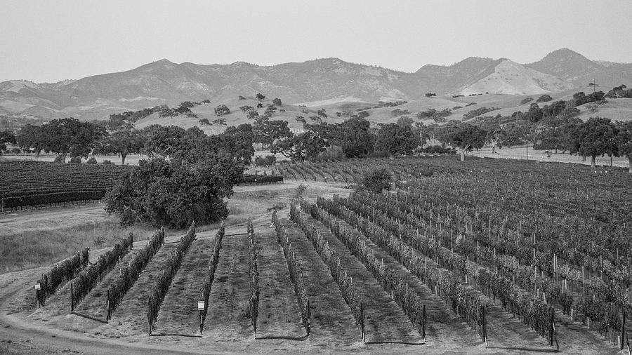 Vineyard in California  Photograph by John McGraw