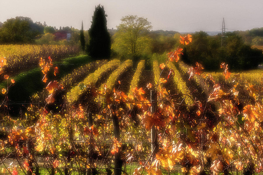 Vineyard in Friuli Photograph by Wolfgang Stocker