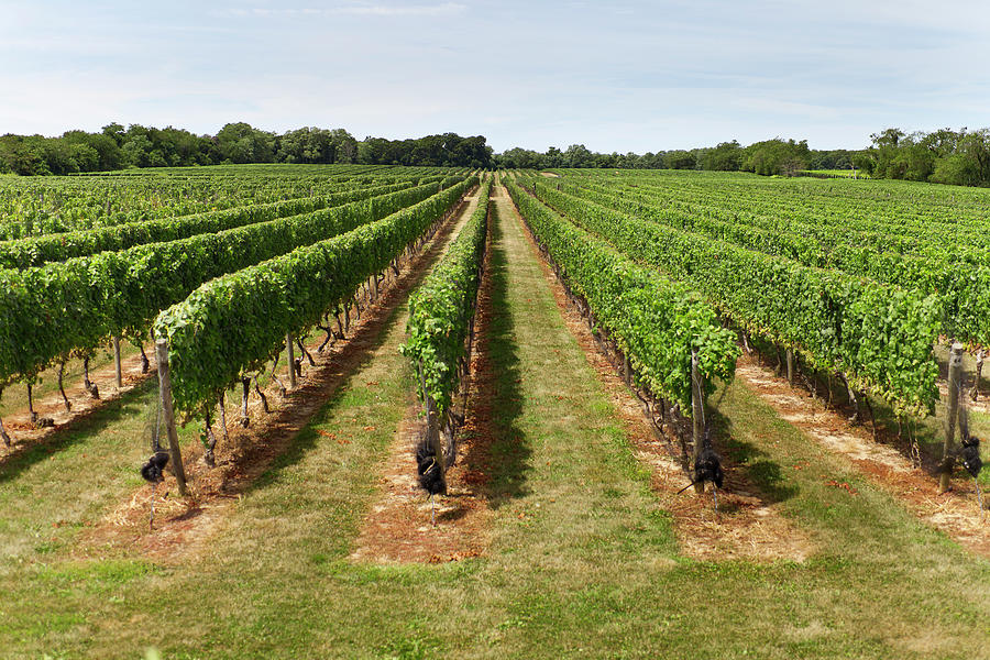 Vineyard In The Hamptons Photograph by Nycretoucher