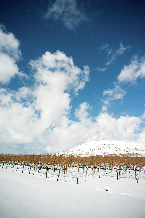Vineyard In The Snow Photograph by Ran Zisovitch