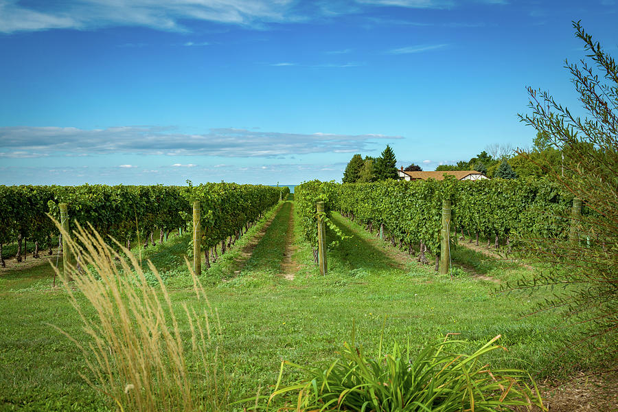 Vineyard Photograph by Jack R Perry