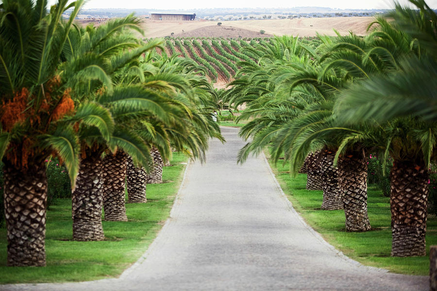 Vineyard Landscape And A Palm Tree-lined Driveway To Herdade Grous, Alentejo, Portugal Photograph by Torri Tre