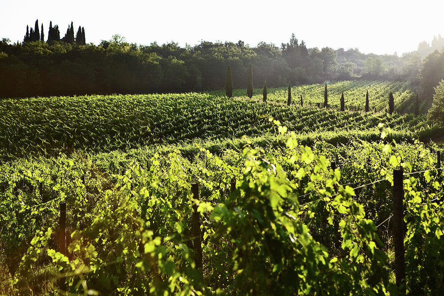 Vineyard Landscape And Candialle Vineyard, Chianti Classico, Tuscany, Italy Photograph by Torri Tre