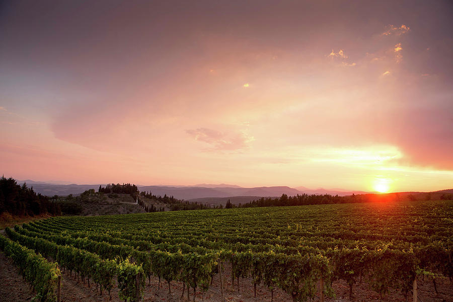 Vineyard Landscape And Luce Della Vite Vineyard, Montalcino, Tuscany, Italy Photograph by Torri Tre