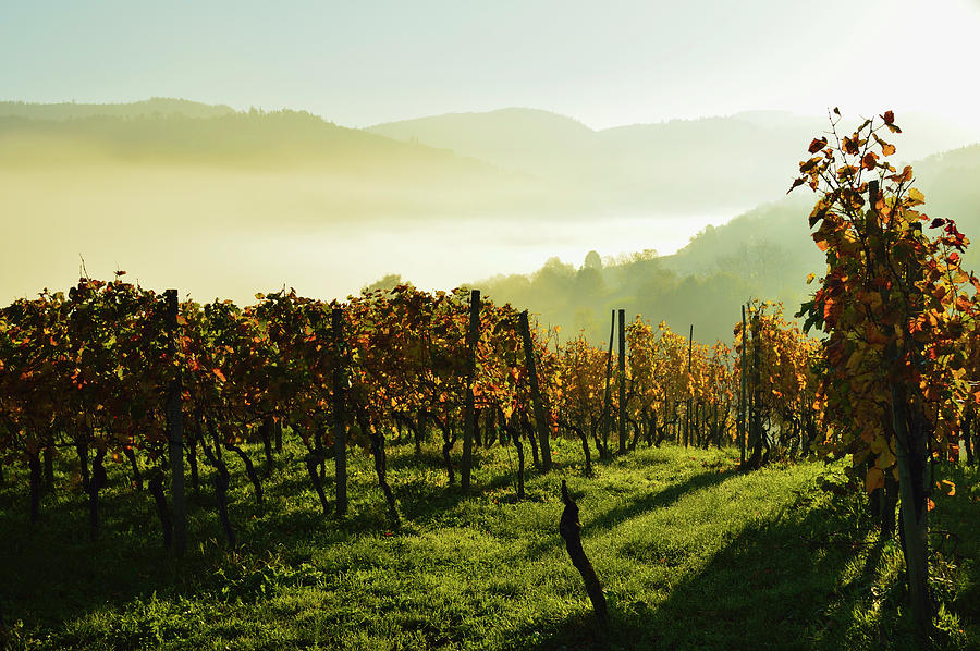 Vineyard Landscape And Morning Fog Photograph by Jochen Schlenker