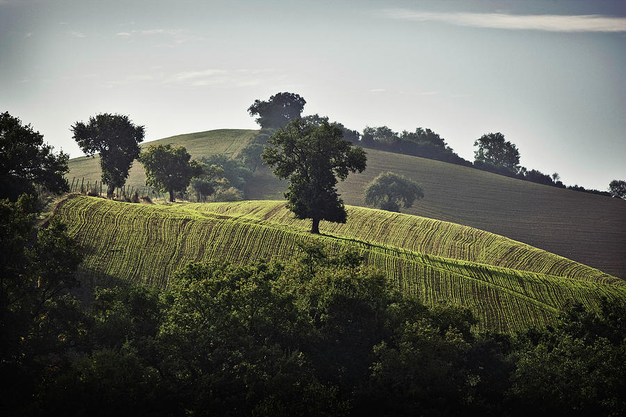 Vineyard Landscape Belonging To The Le Pupille Vineyard, Maremma, Tuscany, Italy Photograph by Torri Tre