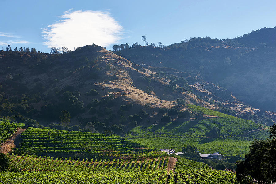Vineyard Landscape, Heitz Cellars Trailside, Napa Valley, California, Usa Photograph by Torri Tre