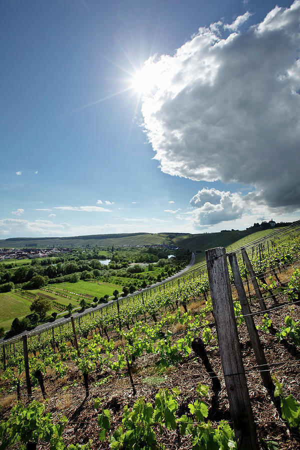 Vineyard Landscape, Horst Sauer Vineyard, Franconia, Germany Photograph by Torri Tre