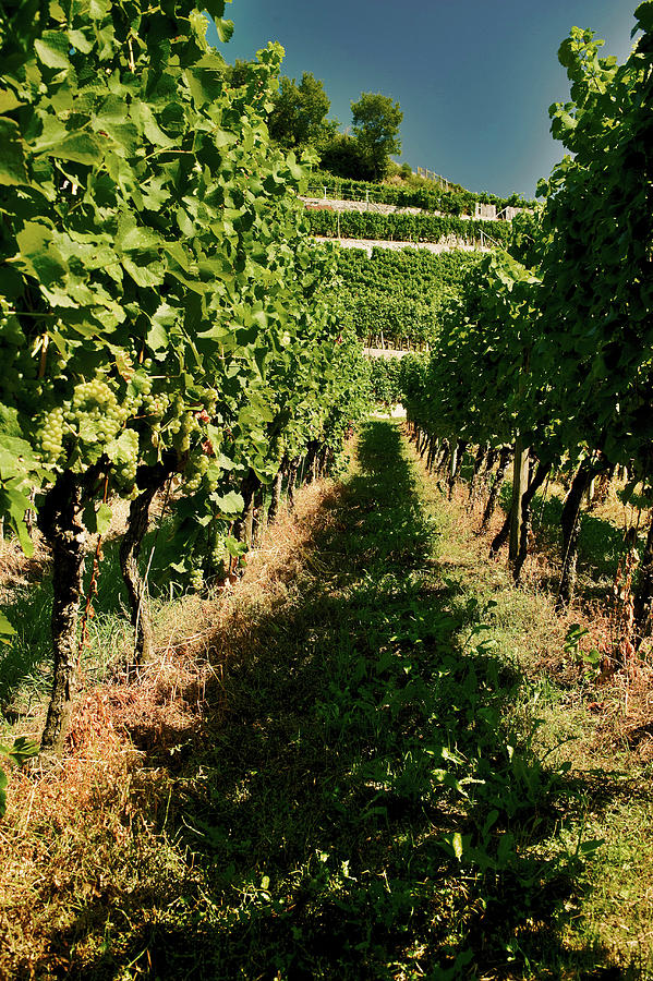 Vineyard Landscape, Kaiserstuhl, Baden, Germany Photograph by Torri Tre