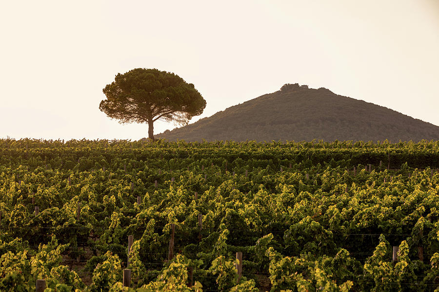 Vineyard Landscape, Ornellaia, Masseto Bolgheri, Tuscany, Italy Photograph by Torri Tre