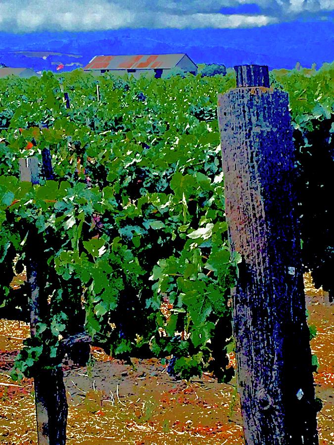 Vineyard Landscape Photograph