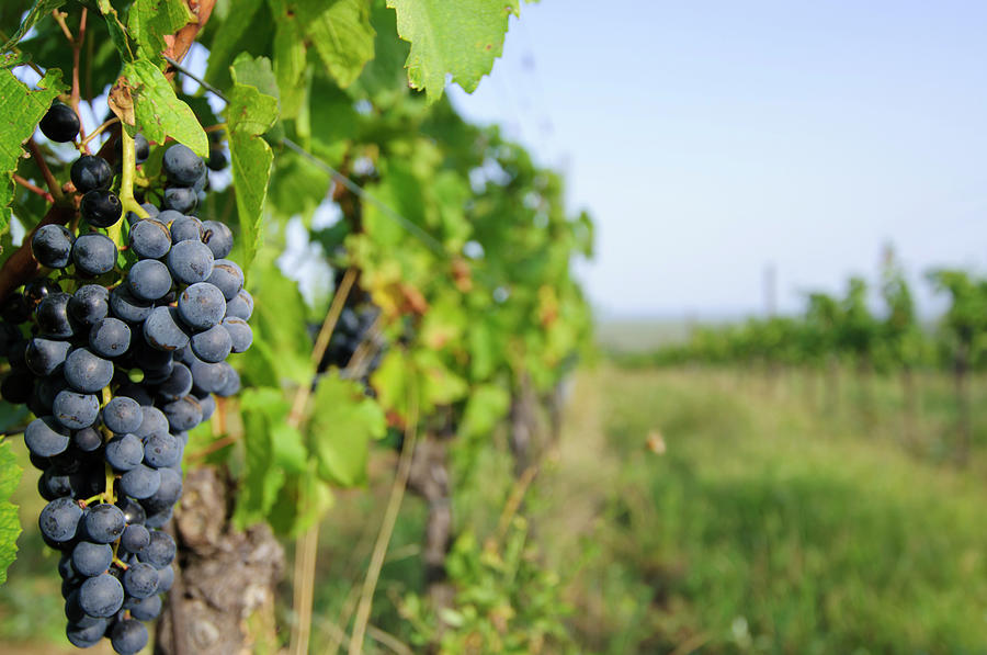 Vineyard Photograph by Mac99 Vineyard Photograph by Mac99