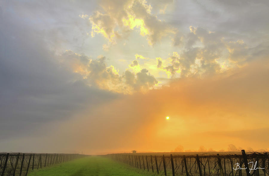 Sunset Photograph - Vineyard Morning by Fivefishcreative