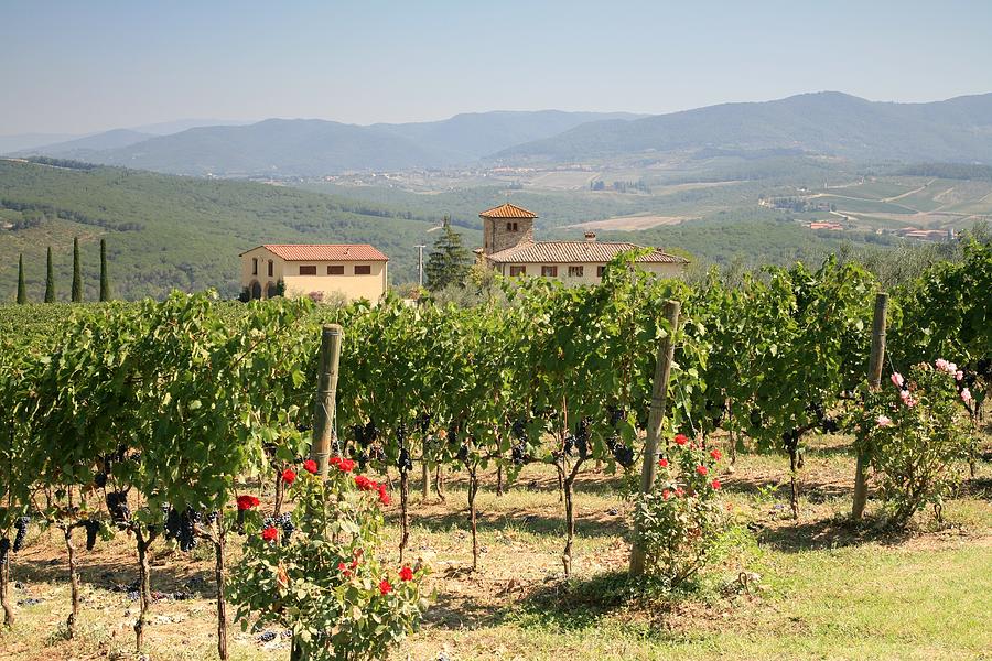Vineyard Near Gabbiano In Chianti Valley Photograph by Rolphus
