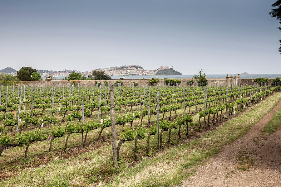 Vineyard Near Marciana, Elba Island Photograph by Walter Zerla