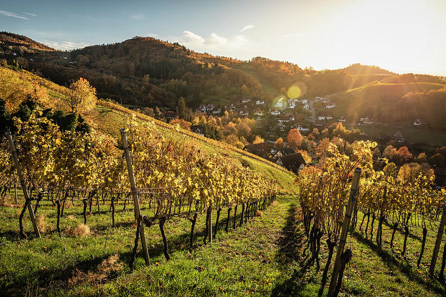 Nature Digital Art - Vineyard Near Sasbachwalden, Black Forest, Baden-wurttemberg, Germany by Manuel Sulzer