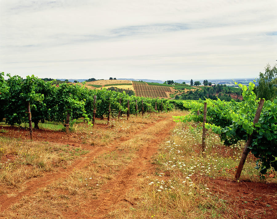 Vineyard Near Town Of Dundee, Yamhill Photograph by Panoramic Images