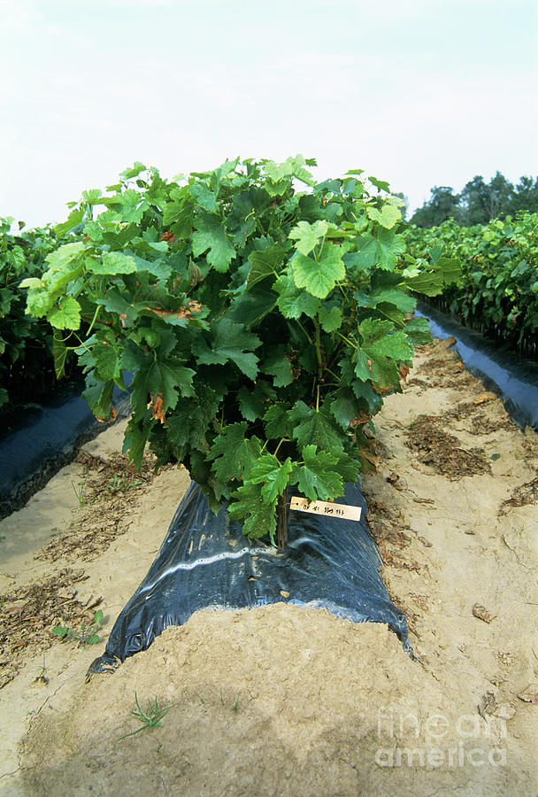 Vineyard Nursery Photograph by Martyn F. Chillmaid/science Photo Library