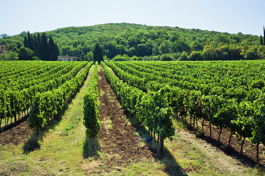Vineyard On Tuscany Hill, Chianti Region Photograph by Cirano83