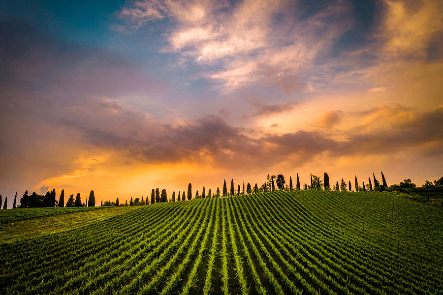 Wine Photograph - Vineyard by Paolo Gelmini