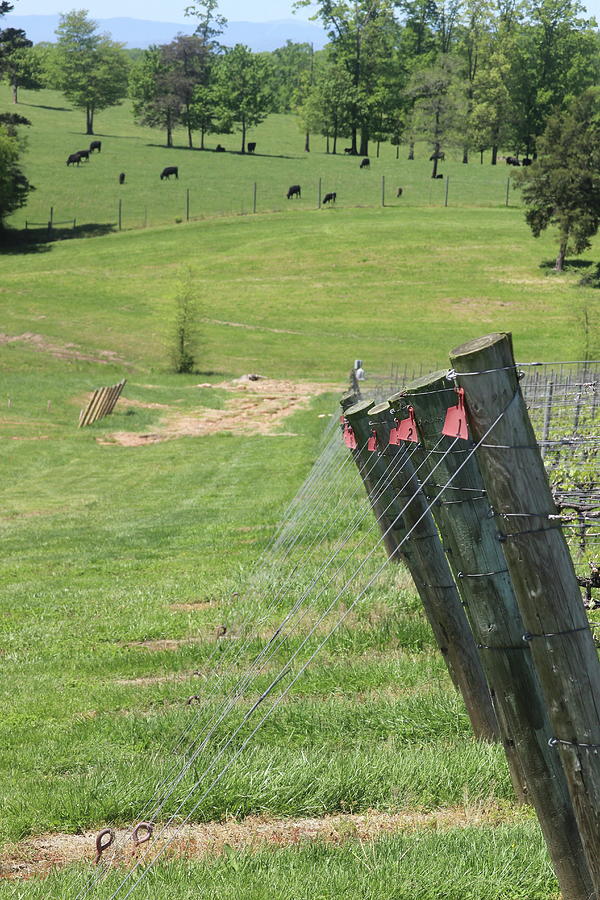 Vineyard Posts And Cows Photograph by Cathy Lindsey