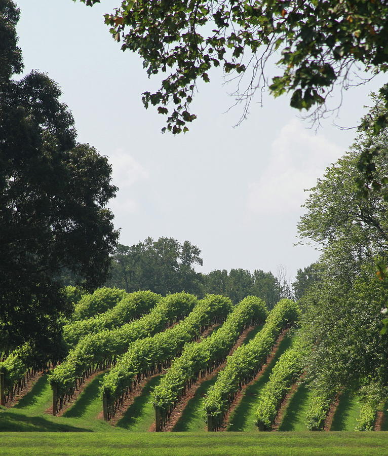Vineyard Rows 2017q Photograph by Cathy Lindsey