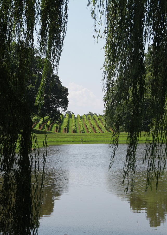Vineyard Rows Thru The Weeping Willows 3 Photograph by Cathy Lindsey