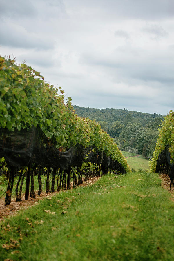 winery tour leesburg va