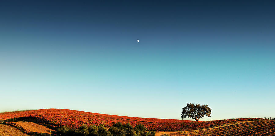 Vineyard Sky Panorama Photograph by Larry Gerbrandt
