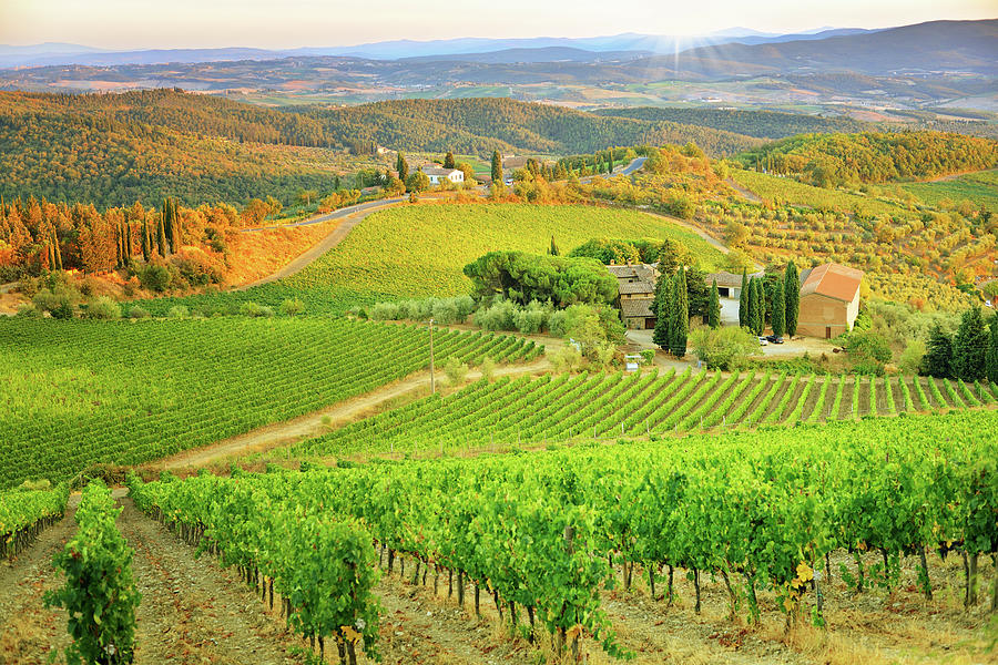 Vineyard Sunset Landscape From Tuscany Photograph by Csondy