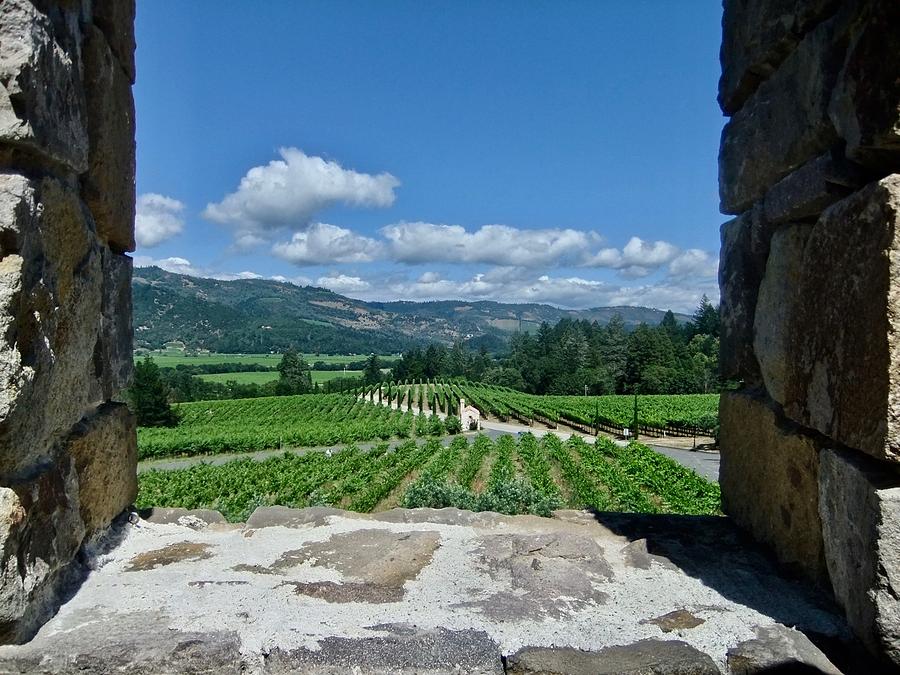 Vineyard View Photograph by Kathy Chism