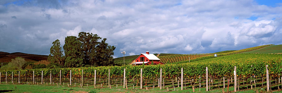 Vineyard, Wine Country, Napa Valley Photograph by Panoramic Images