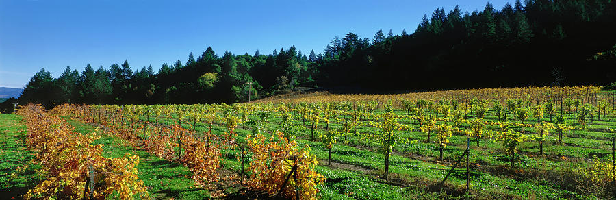 Vineyard, Wine Country, Sonoma Valley Photograph by Panoramic Images