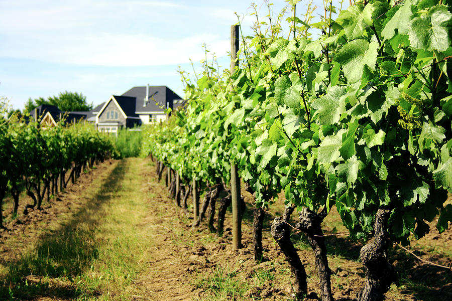 Vineyard With Tasting Cottage Photograph by Alteryourreality