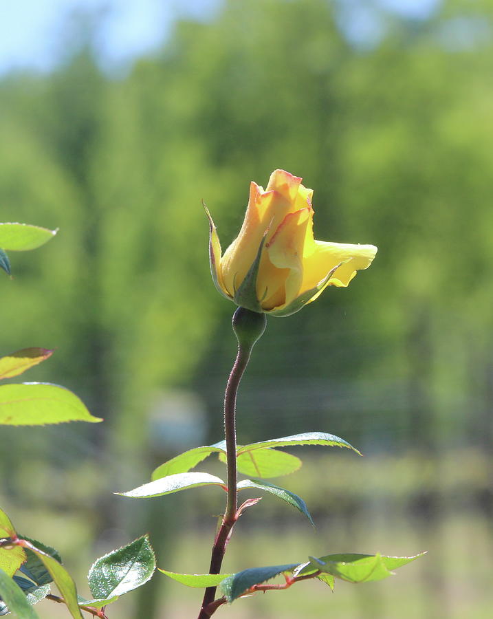 Vineyard Yellow Rose Bud Photograph by Cathy Lindsey