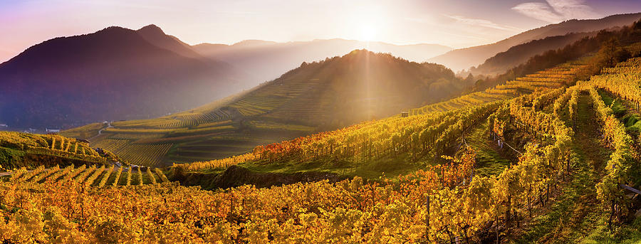 Fall Digital Art - Vineyards And Mountains During Fall by Olimpio Fantuz