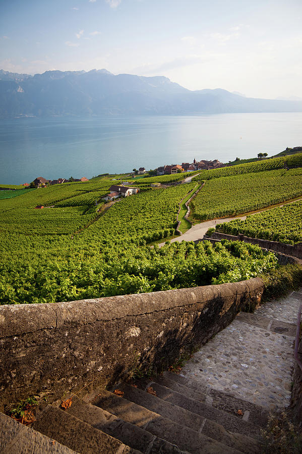 Vineyards Around Lake Leman Photograph by Onfokus